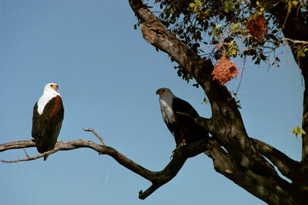 Fish eagles and weaver bird nests