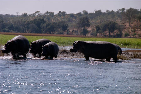 Hippos in the Chobe river