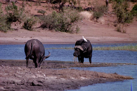 Cape Buffalo, with parasite eating bird