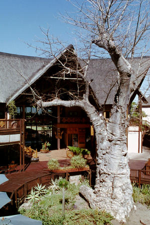 Baobab tree at Mowana Safari Lodge