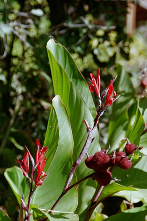 Colourful flora near the lodge