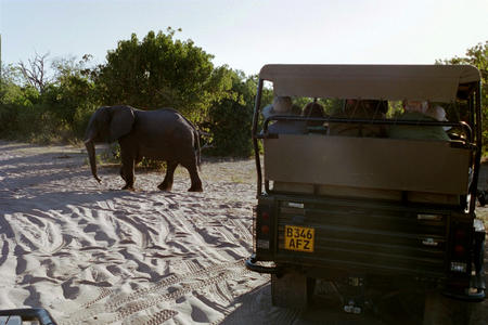 Elephant and jeep