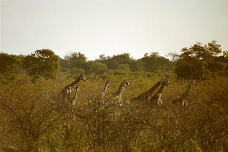 Count the giraffes...