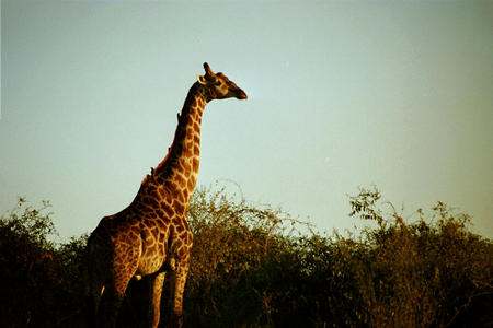 Giraffe and birds