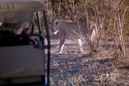 We got close to lions - with nothing between us and them