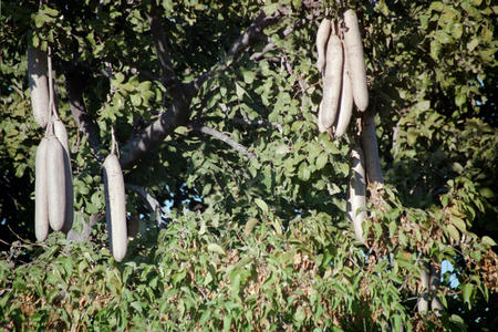 Sausage tree - 40 cm seed pods