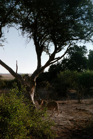 Lions climbing