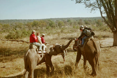 Elephant returning a dropped hat