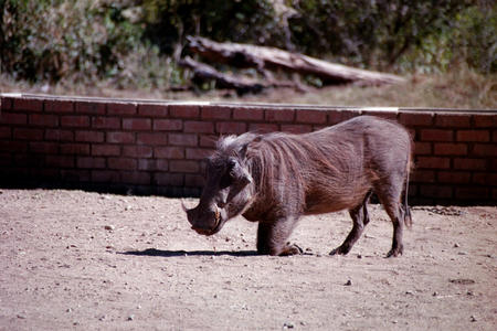 Warthogs have to kneel to eat