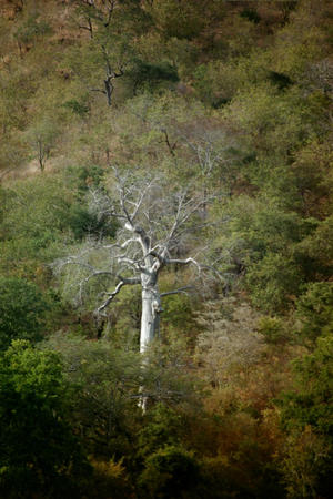 Baobab tree