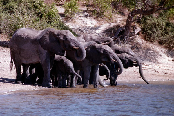 Elephant family group