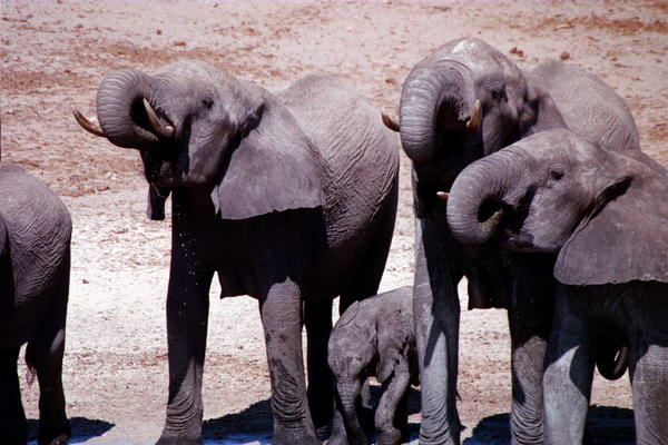 Elephant's drinking with their trunks