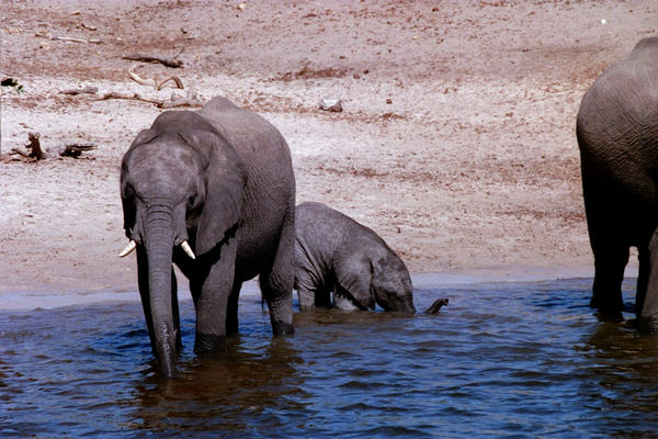 Baby elephant drinking with its mouth