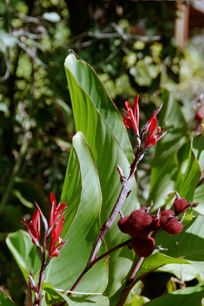 Colourful flora near the lodge