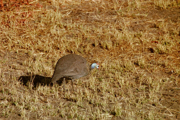 Guinea fowl