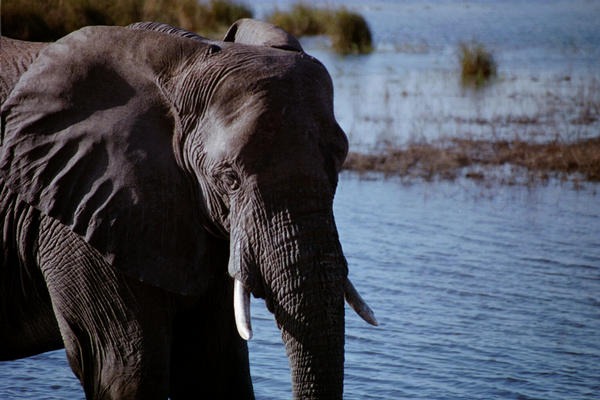 We got very close to the elephants