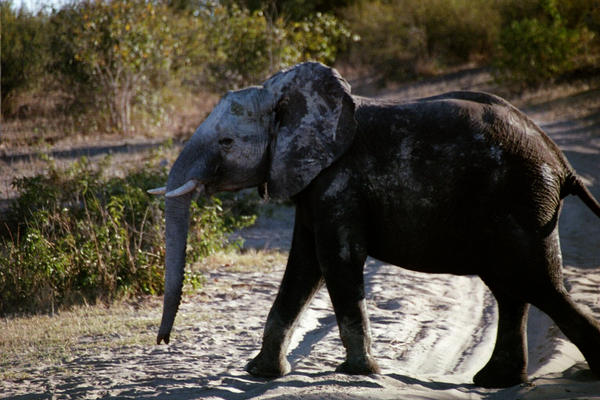 Dusty elephant