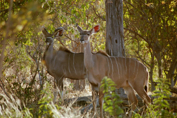 Kudu