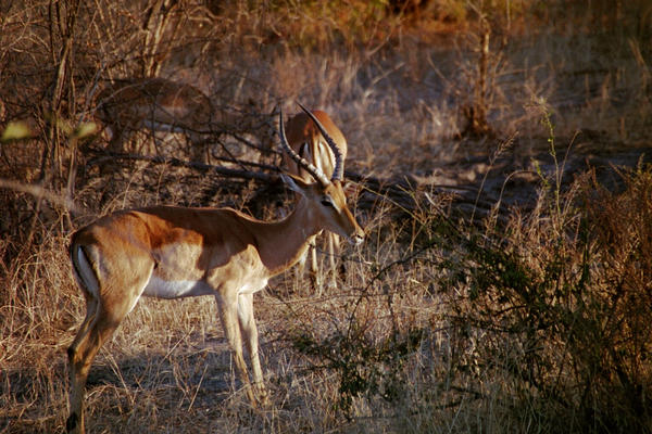 Impala