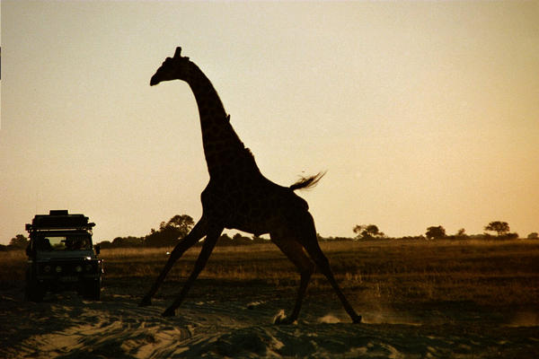 Giraffe at sunset