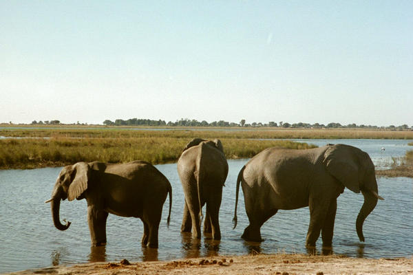 Elephants are very photogenic