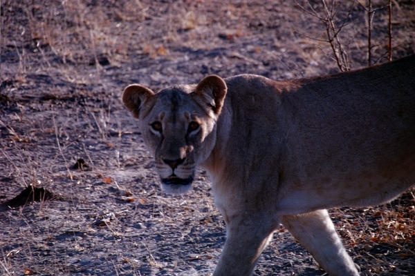 I hope this lion isn't hungry