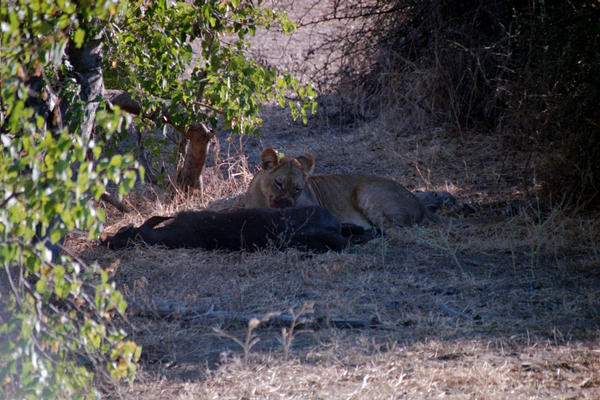 The lion and the buffalo shall lie down together