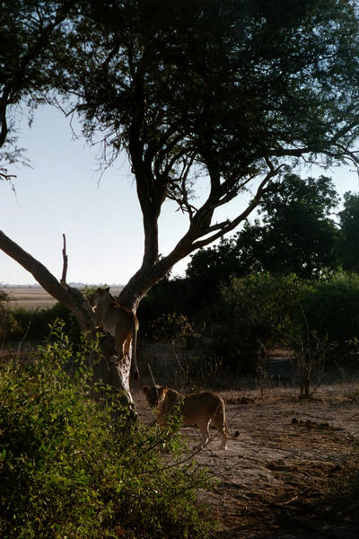 Lions climbing