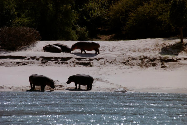 A few of the thousands of hippos we saw