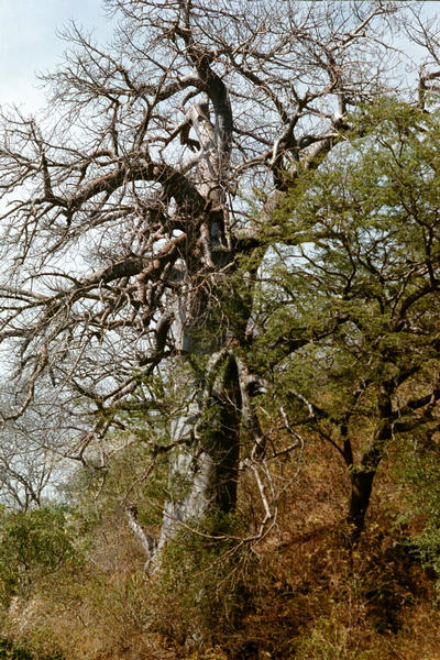 Baobab tree