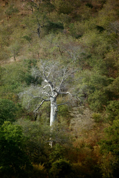 Baobab tree