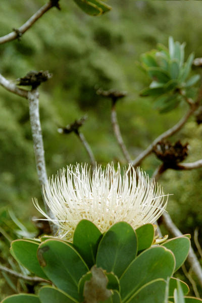 Unique cape flora