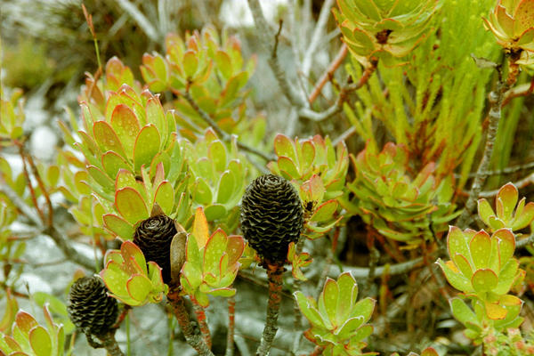 Unique cape flora