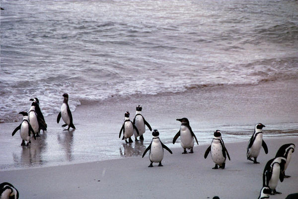 Penguins near Cape Town