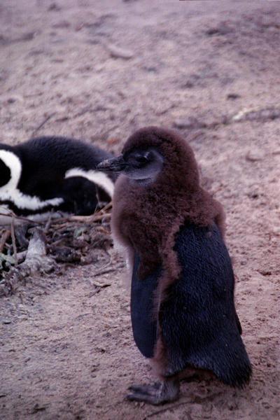 Baby penguin near Cape Town