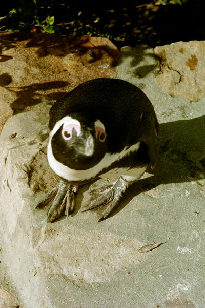 Penguins near Cape Town